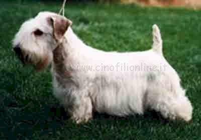 Sealyham Terrier