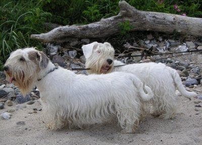 Sealyham Terrier