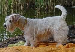 Sealyham Terrier