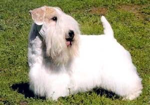 Sealyham Terrier