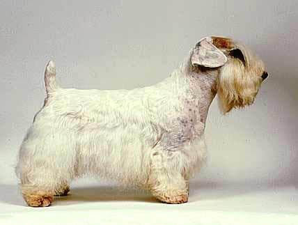 Sealyham Terrier