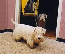 Sealyham Terrier