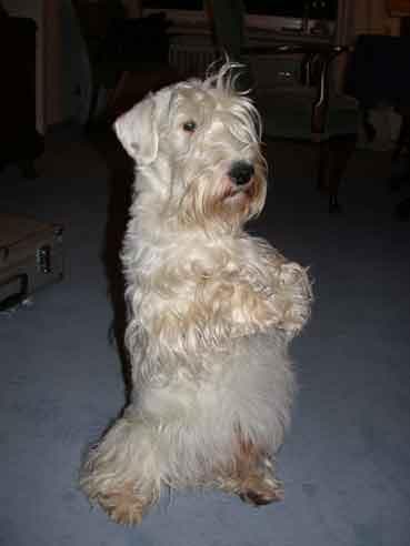 Sealyham Terrier