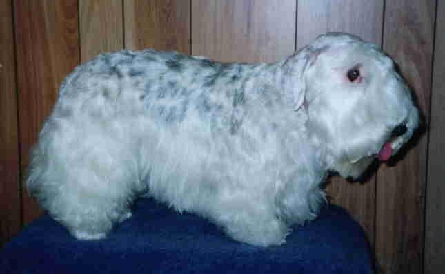Sealyham Terrier