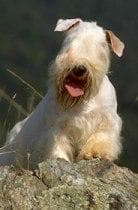 Sealyham Terrier