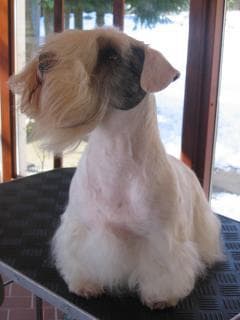Sealyham Terrier