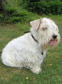 Sealyham Terrier