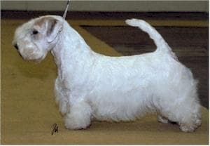Sealyham Terrier