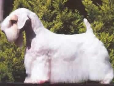 Sealyham Terrier