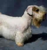 Sealyham Terrier