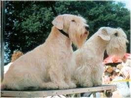 Sealyham Terrier