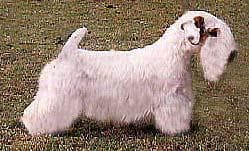 Sealyham Terrier
