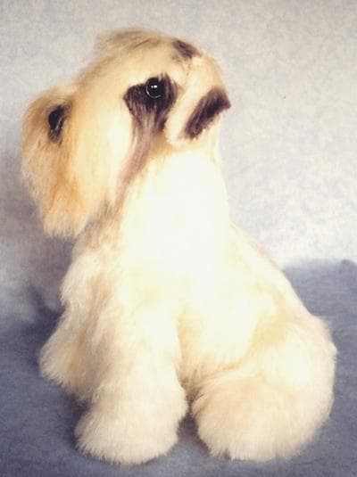 Sealyham Terrier