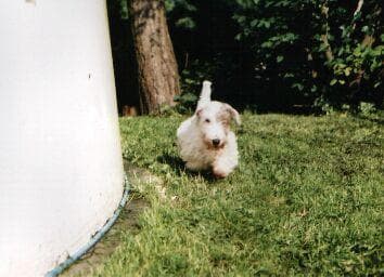 Sealyham Terrier