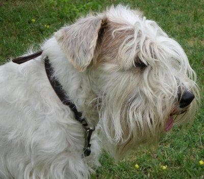Sealyham Terrier
