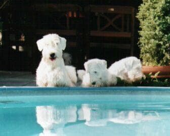 Sealyham Terrier