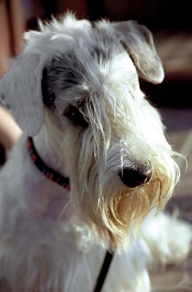 Sealyham Terrier