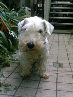 Sealyham Terrier