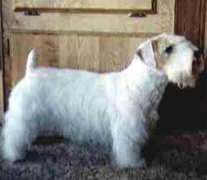 Sealyham Terrier
