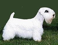 Sealyham Terrier