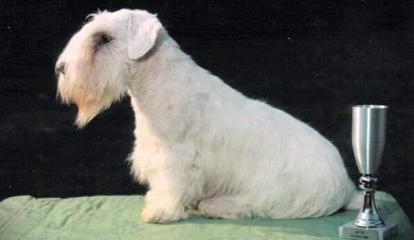 Sealyham Terrier