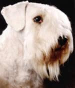 Sealyham Terrier