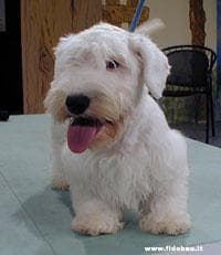Sealyham Terrier