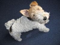 Sealyham Terrier