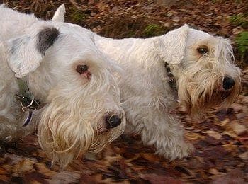 Sealyham Terrier