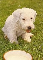 Sealyham Terrier