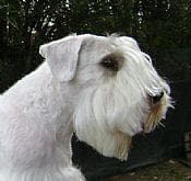 Sealyham Terrier