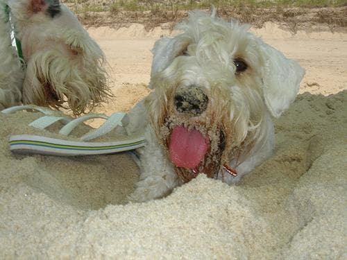Sealyham Terrier
