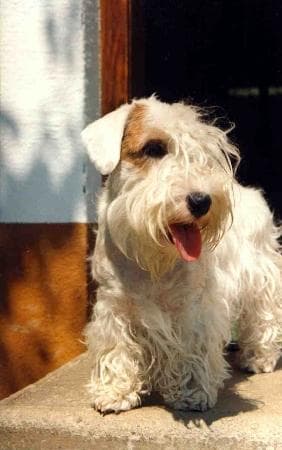 Sealyham Terrier