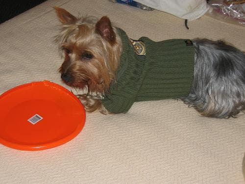 Silky Terrier