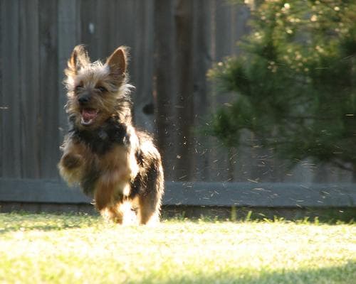 Silky Terrier
