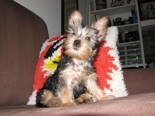 Silky Terrier