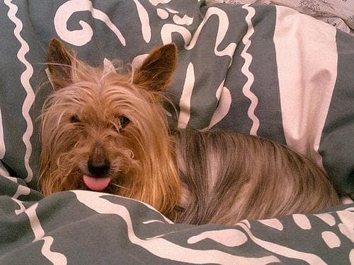 Silky Terrier