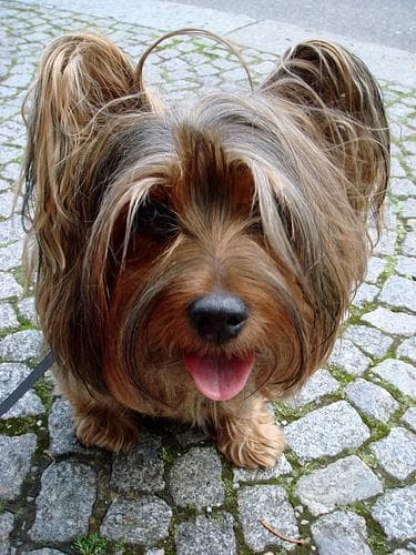 Silky Terrier