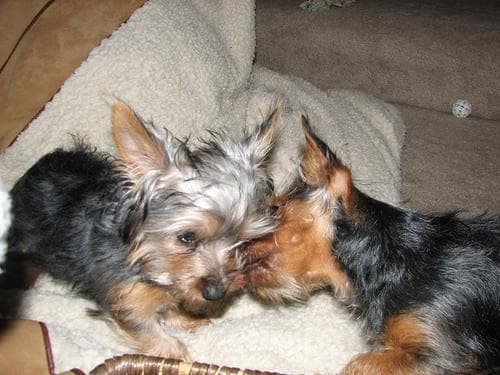 Silky Terrier