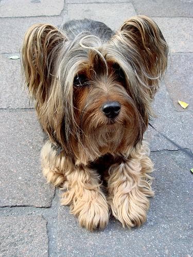 Silky Terrier