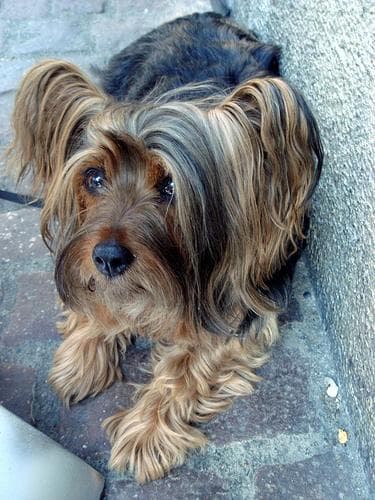 Silky Terrier