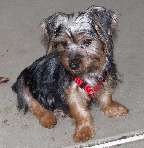Silky Terrier