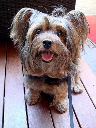 Silky Terrier