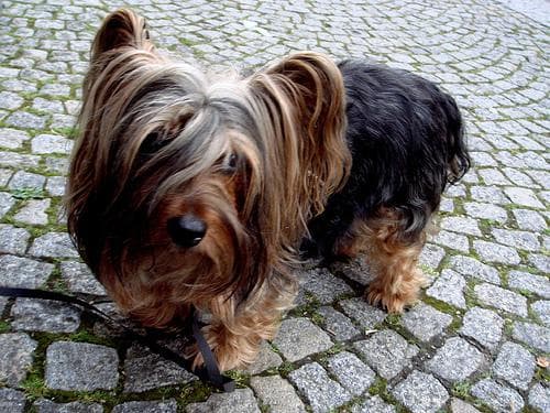 Silky Terrier