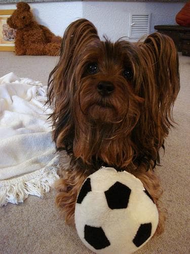 Silky Terrier