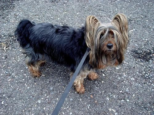 Silky Terrier