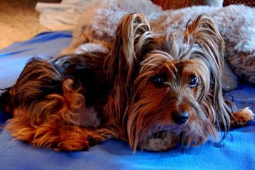 Silky Terrier