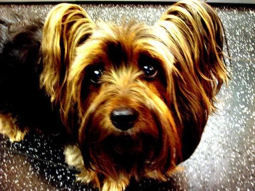 Silky Terrier