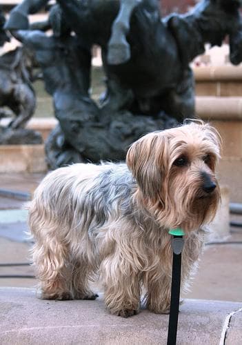 Silky Terrier
