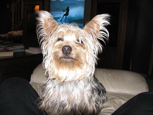 Silky Terrier